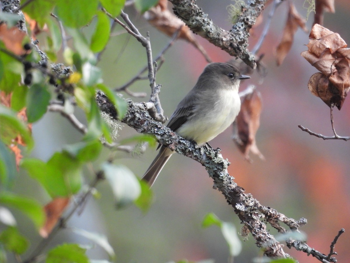 Eastern Phoebe - ML609619861