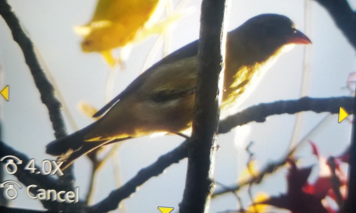 Piranga écarlate - ML609619880