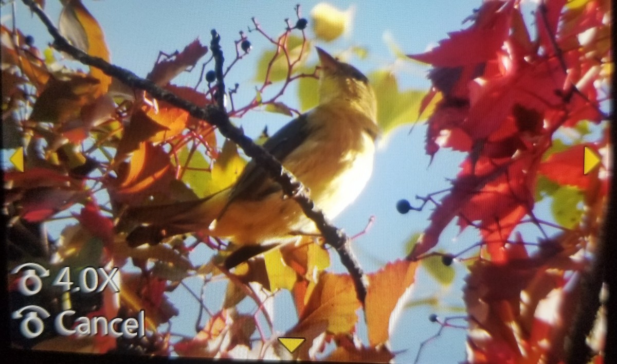 Piranga écarlate - ML609619881