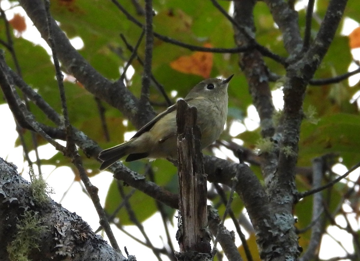 Ruby-crowned Kinglet - ML609619882