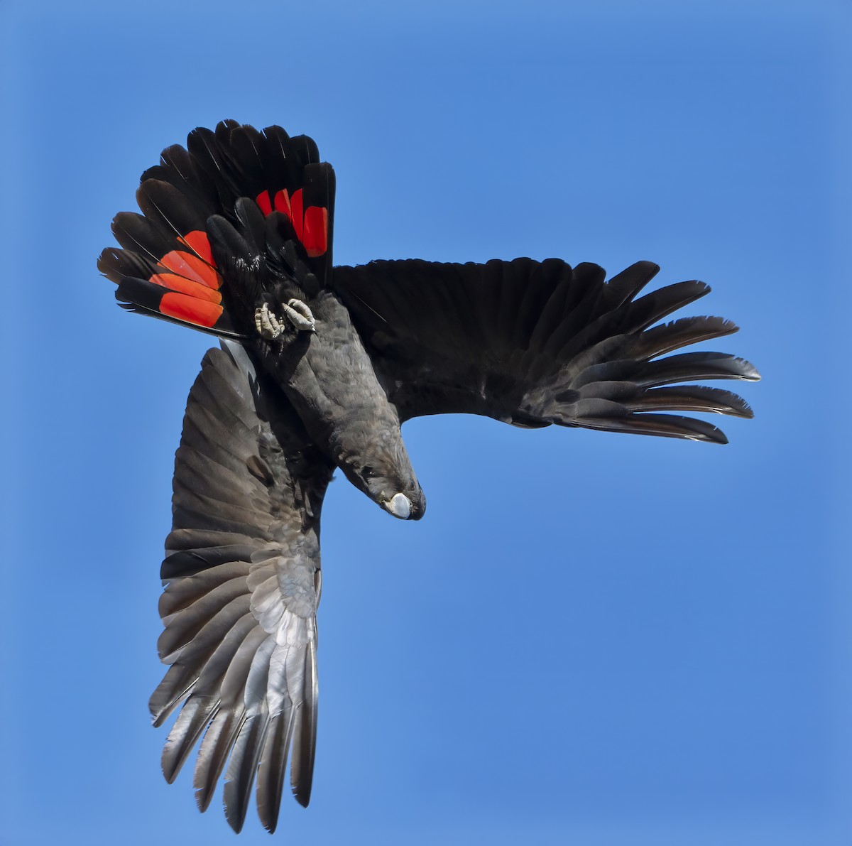 kakadu havraní - ML609620027