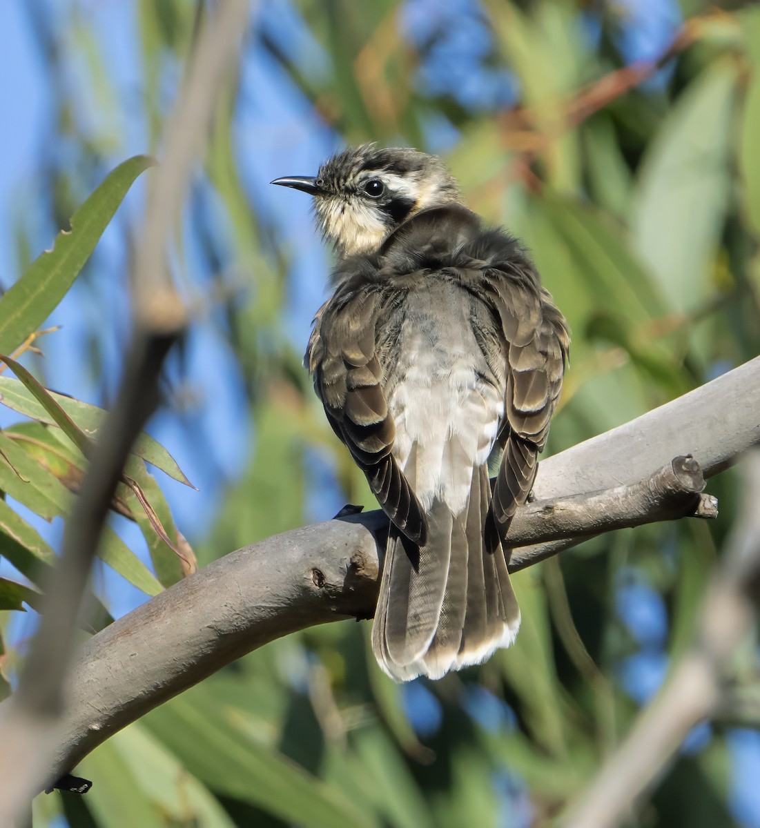 Black-eared Cuckoo - ML609620081