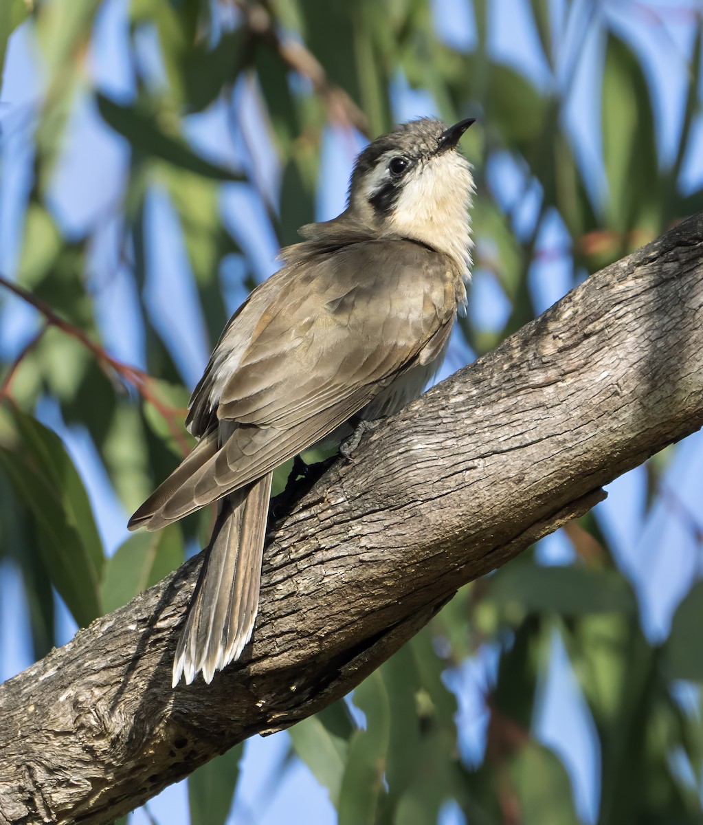 Black-eared Cuckoo - Feathers & Beyond Photography