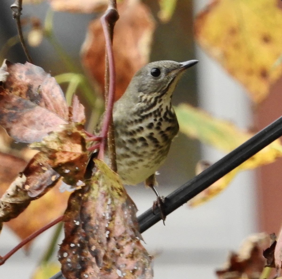 Gray-cheeked Thrush - ML609620107
