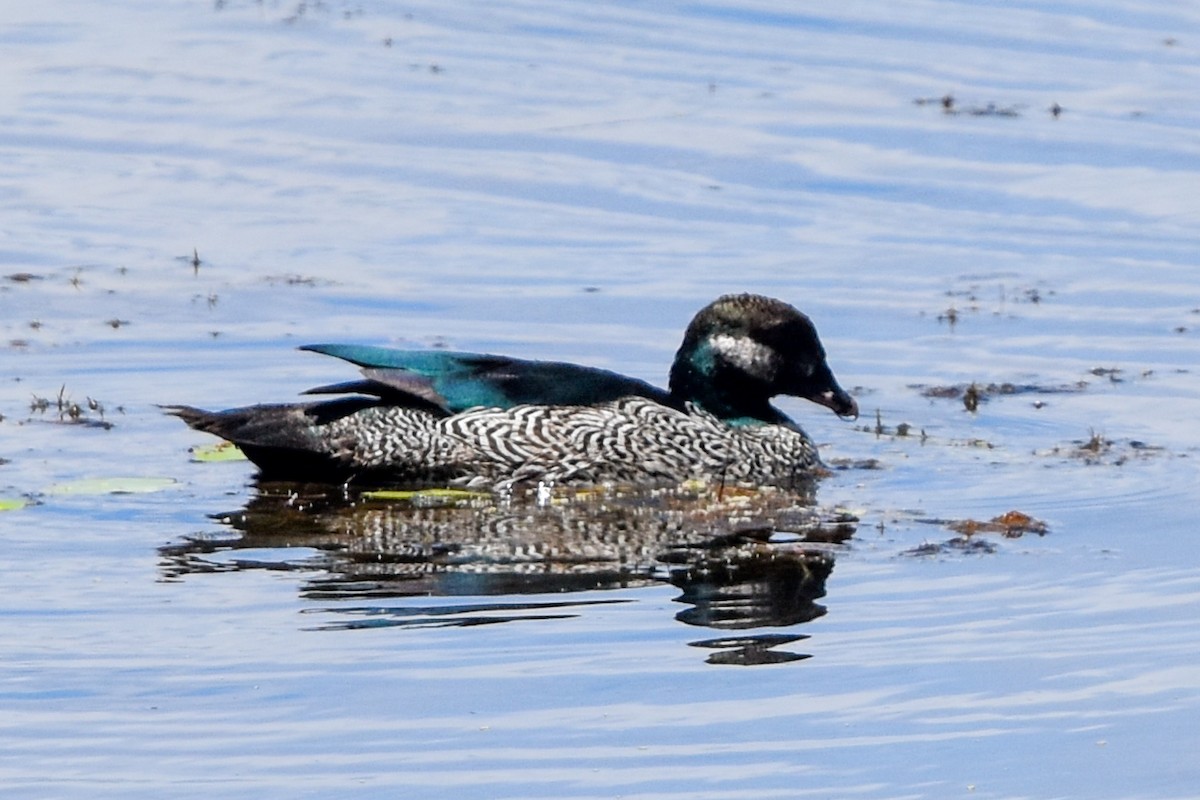 Green Pygmy-Goose - ML609620147