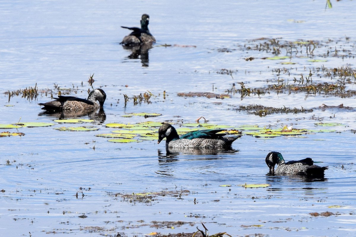 Green Pygmy-Goose - ML609620149