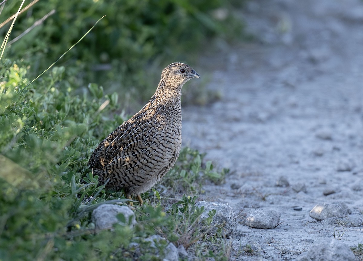 Brown Quail - ML609620175