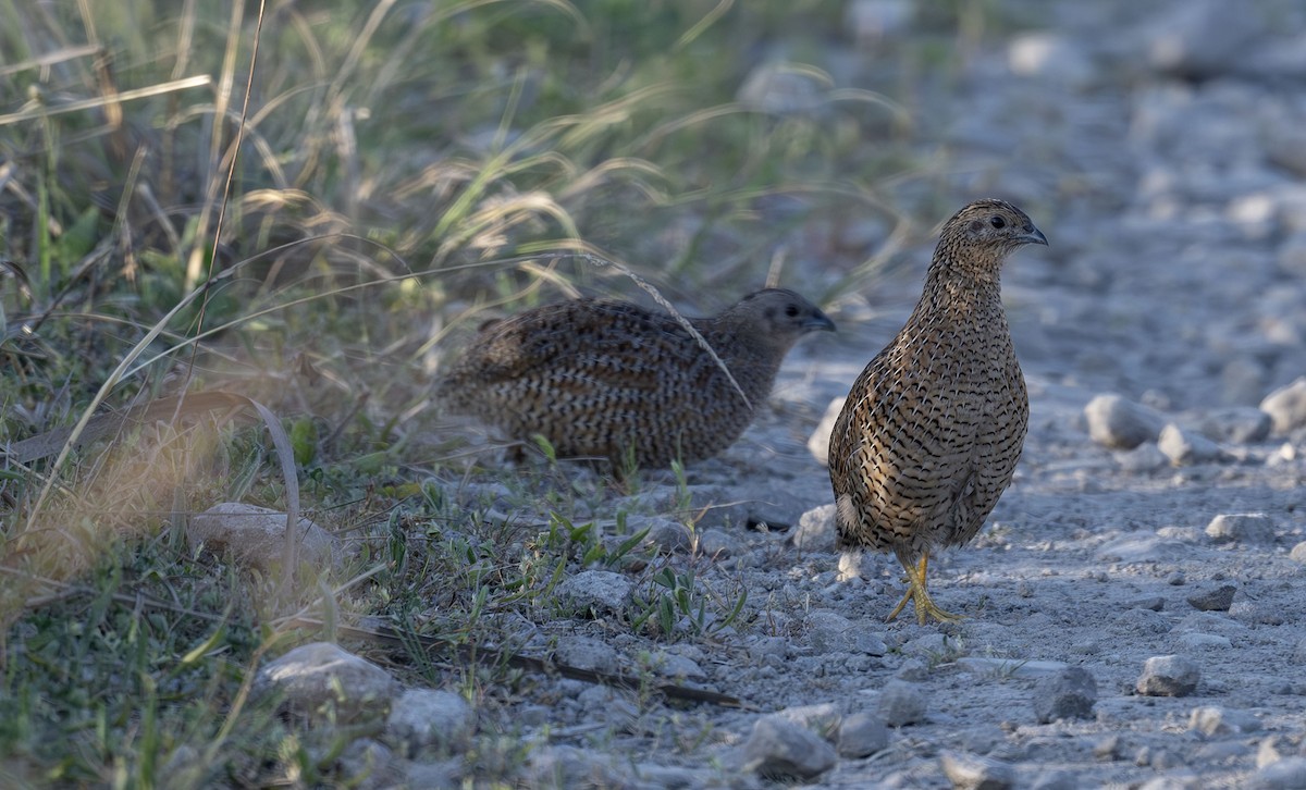 Brown Quail - ML609620176