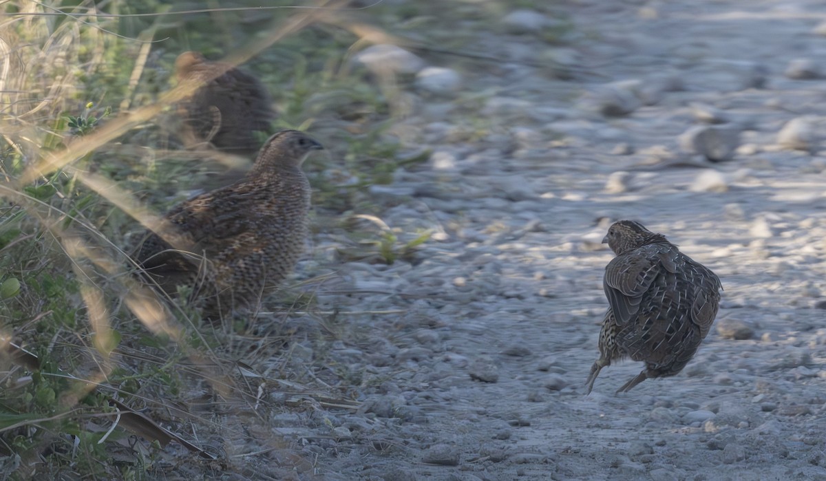 Brown Quail - ML609620178