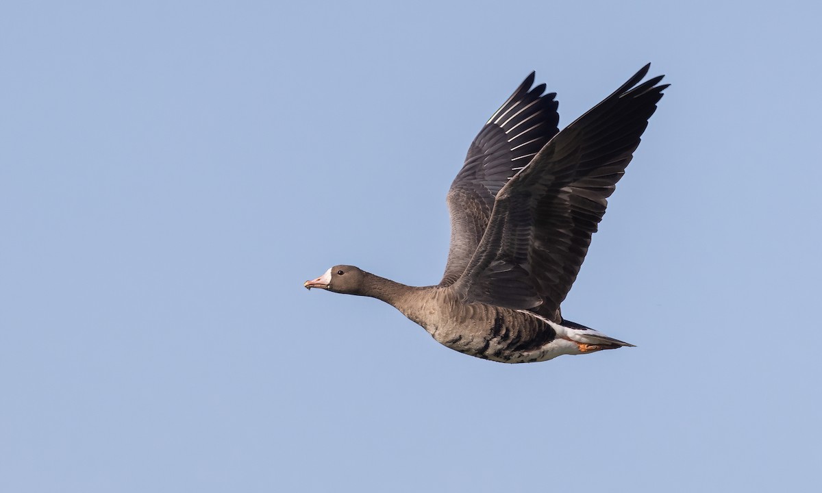 Greater White-fronted Goose (Western) - ML609620370