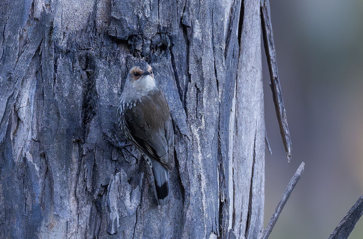 Red-browed Treecreeper - ML609620373