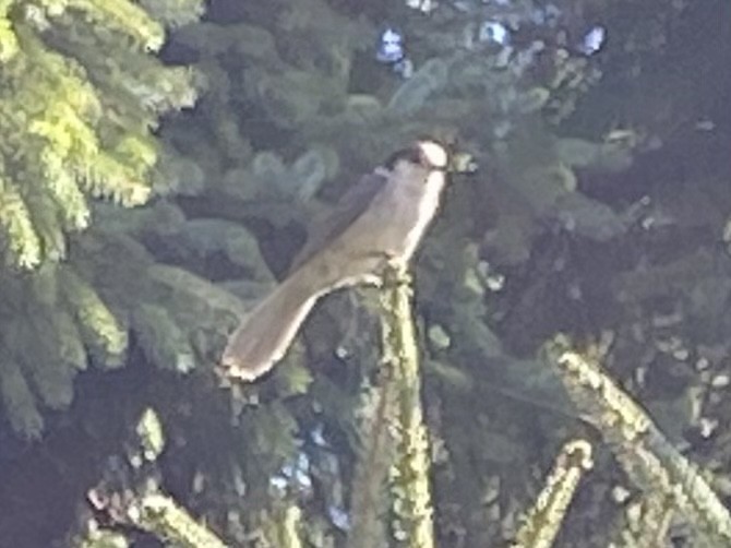 Canada Jay - ML609620446