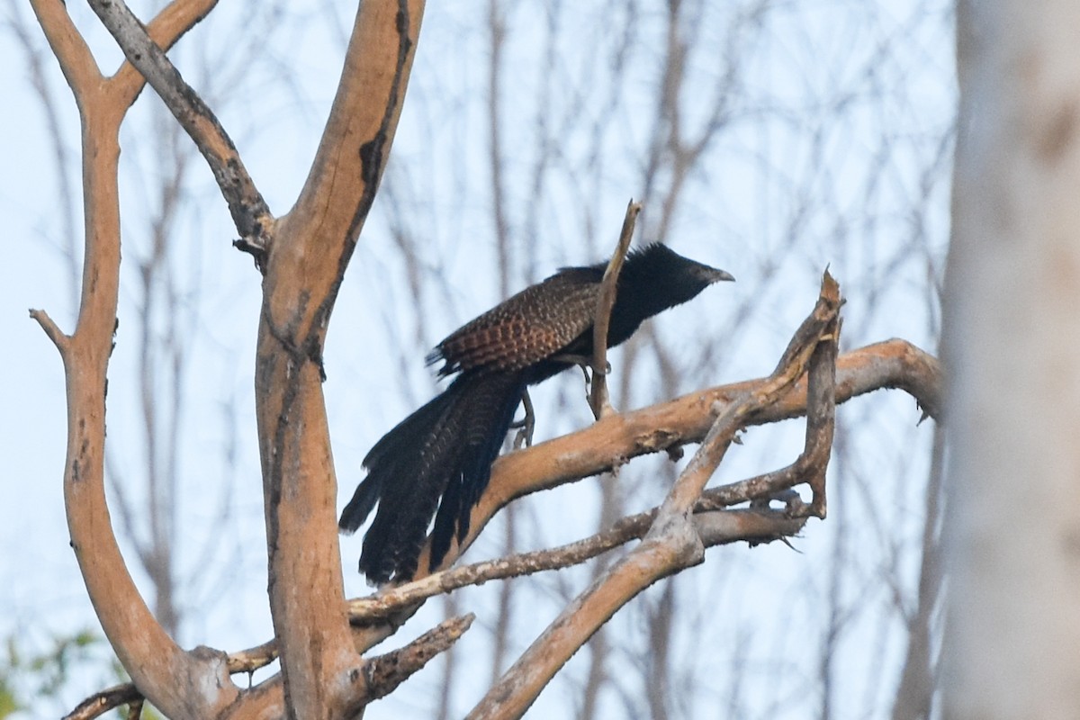 Коукал смугастохвостий [група phasianinus] - ML609620591