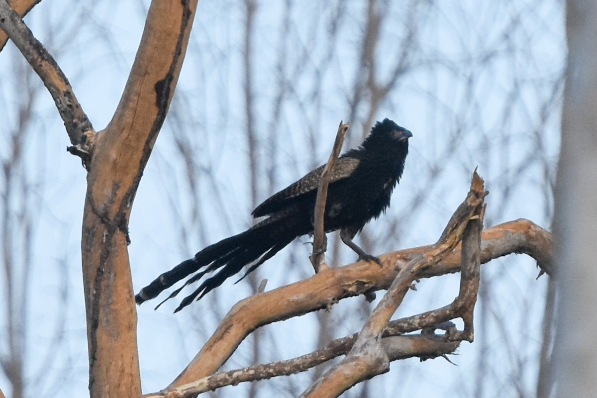 Coucal faisan (groupe phasianinus) - ML609620592