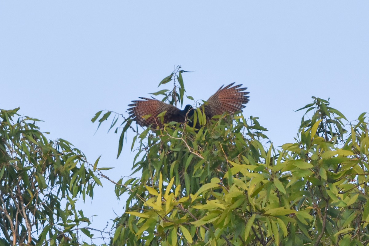 Coucal faisan (groupe phasianinus) - ML609620593