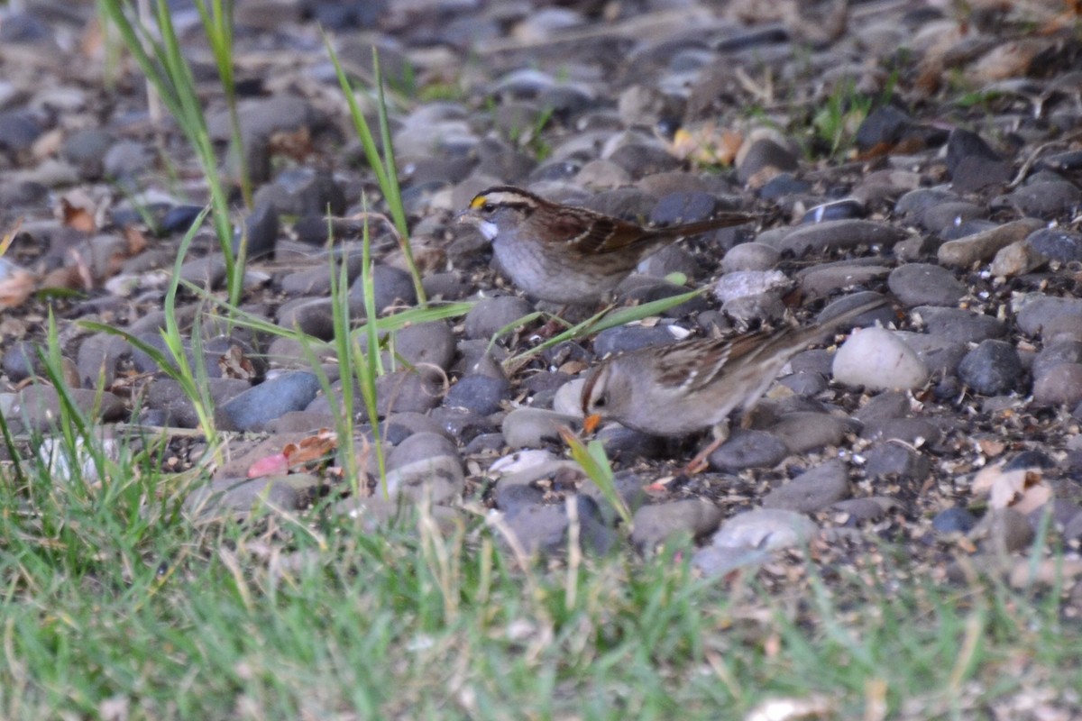 White-throated Sparrow - Steve Mulgrew