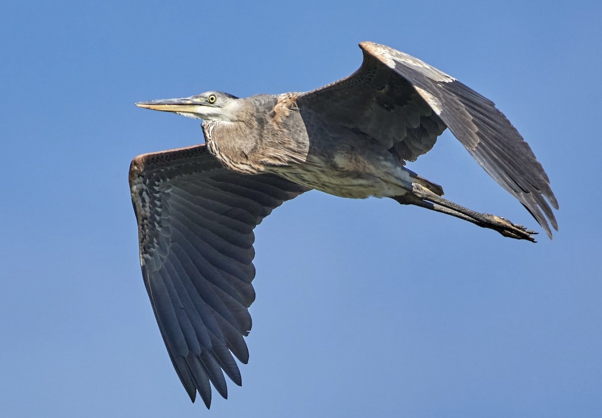 Great Blue Heron - terry VP