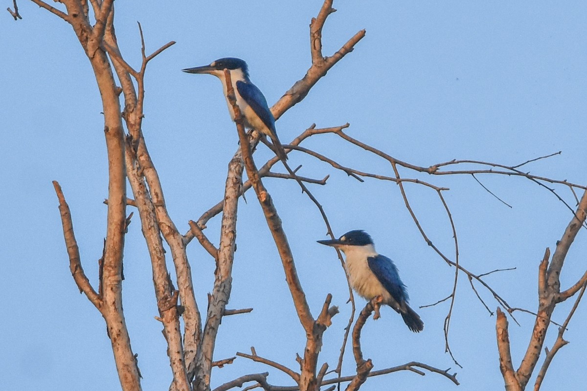 Forest Kingfisher - ML609620699