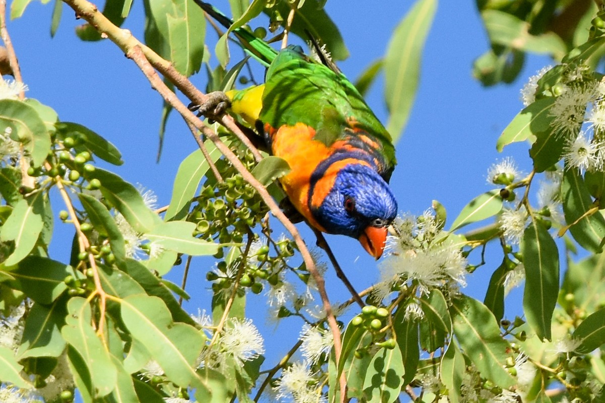 Red-collared Lorikeet - ML609620770