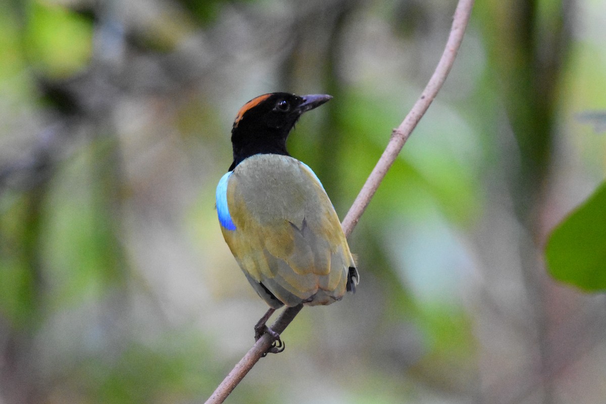 Rainbow Pitta - Ted Kavanagh