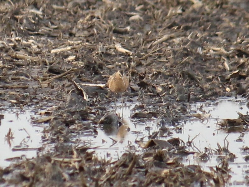 Short-billed Dowitcher - ML609620850