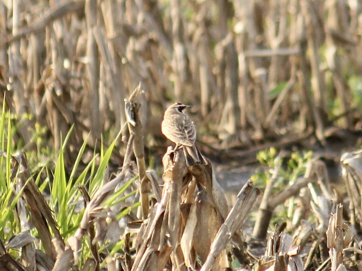 Horned Lark - Richard  Lechleitner