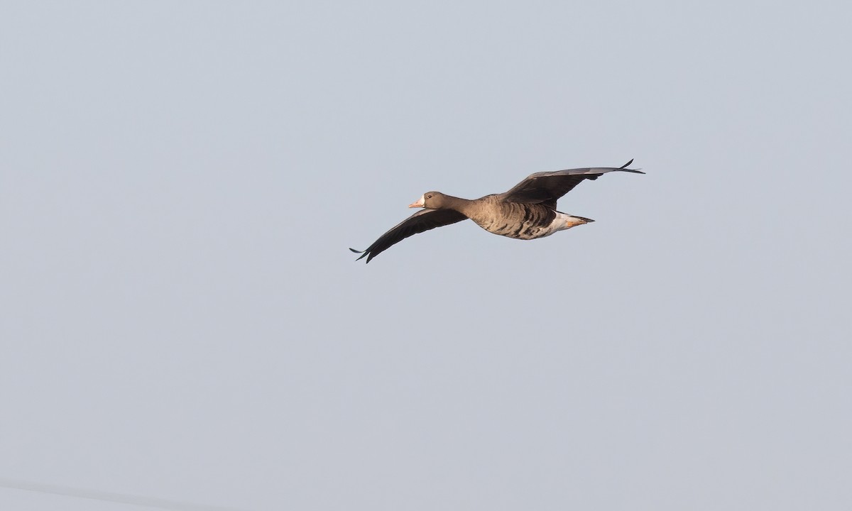 Greater White-fronted Goose (Western) - ML609620866