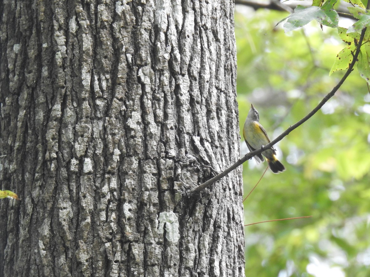 American Redstart - ML609620875