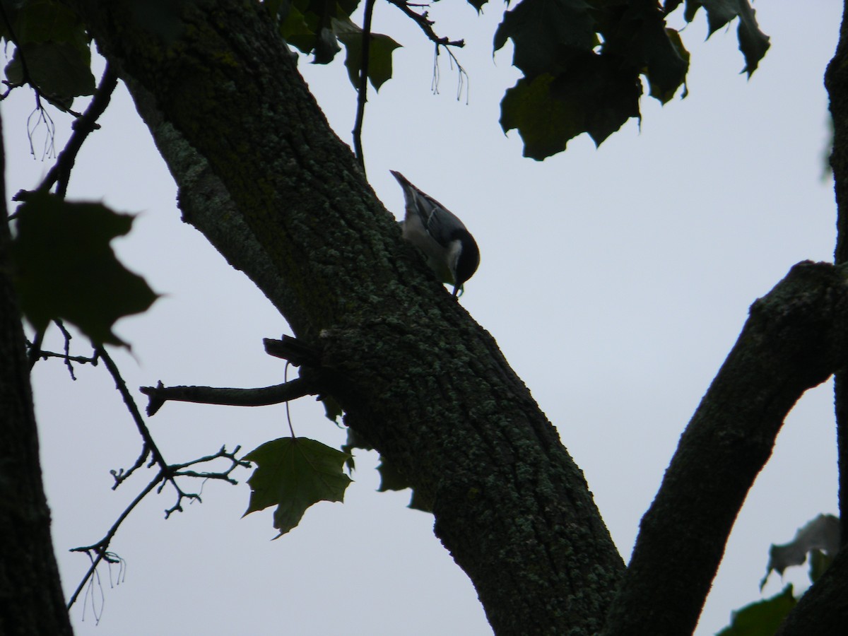 White-breasted Nuthatch - ML609620885