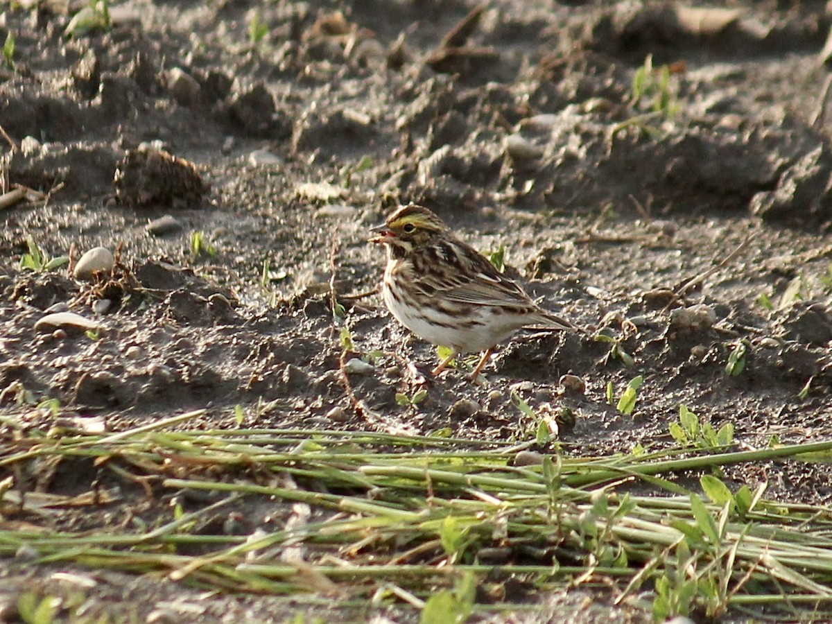 Savannah Sparrow - Richard  Lechleitner