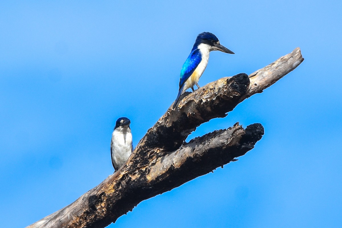 Forest Kingfisher - ML609620999