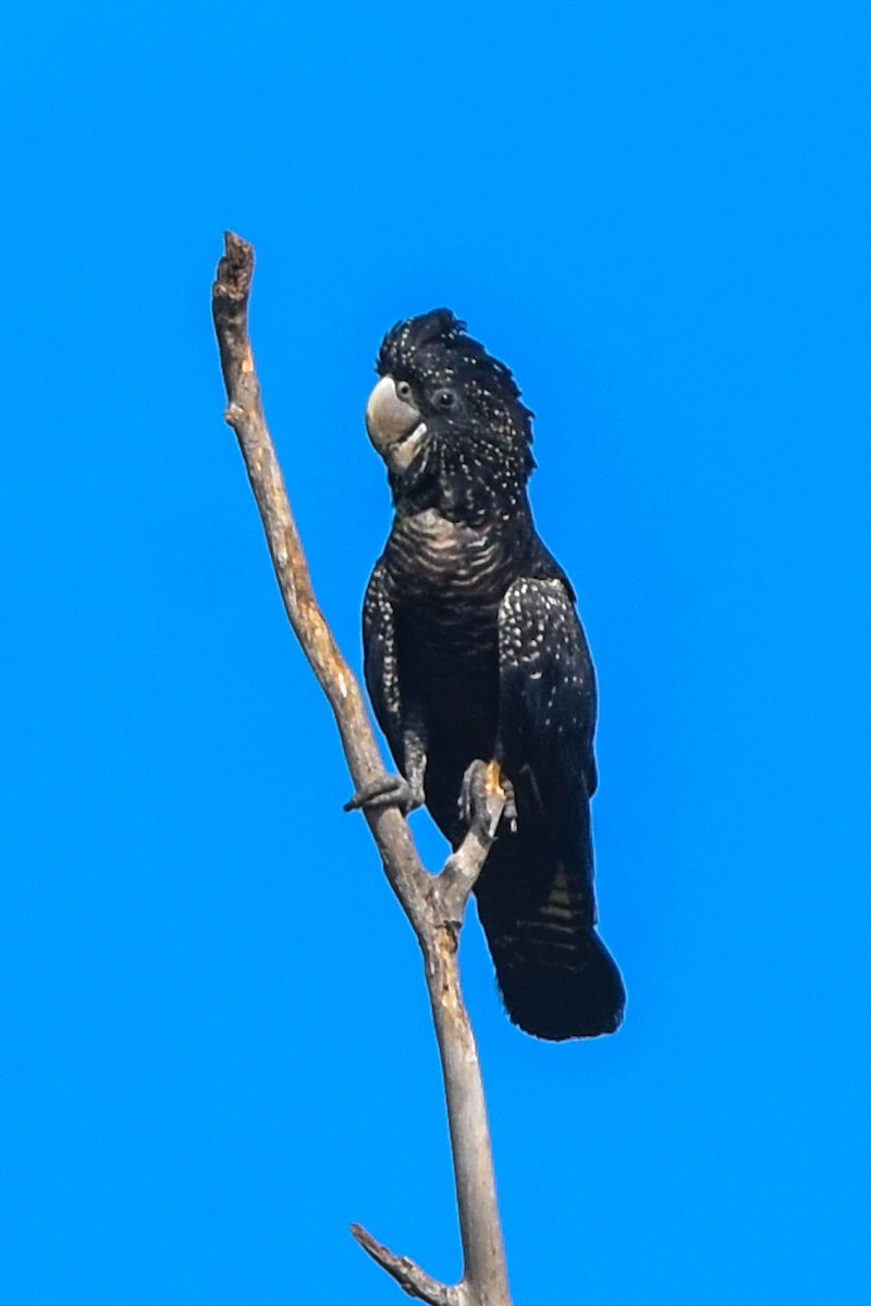 Red-tailed Black-Cockatoo - ML609621030