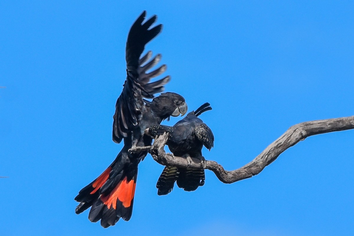 Red-tailed Black-Cockatoo - ML609621031