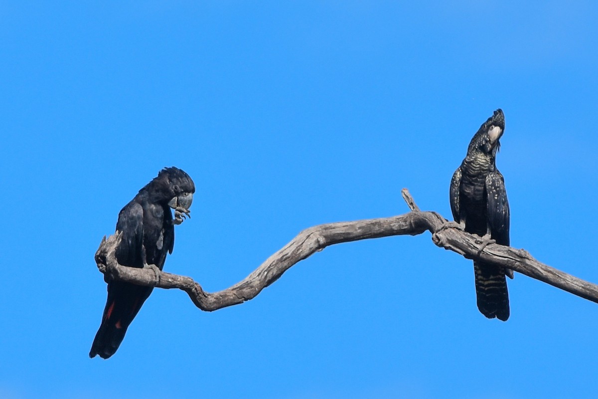 Red-tailed Black-Cockatoo - ML609621032