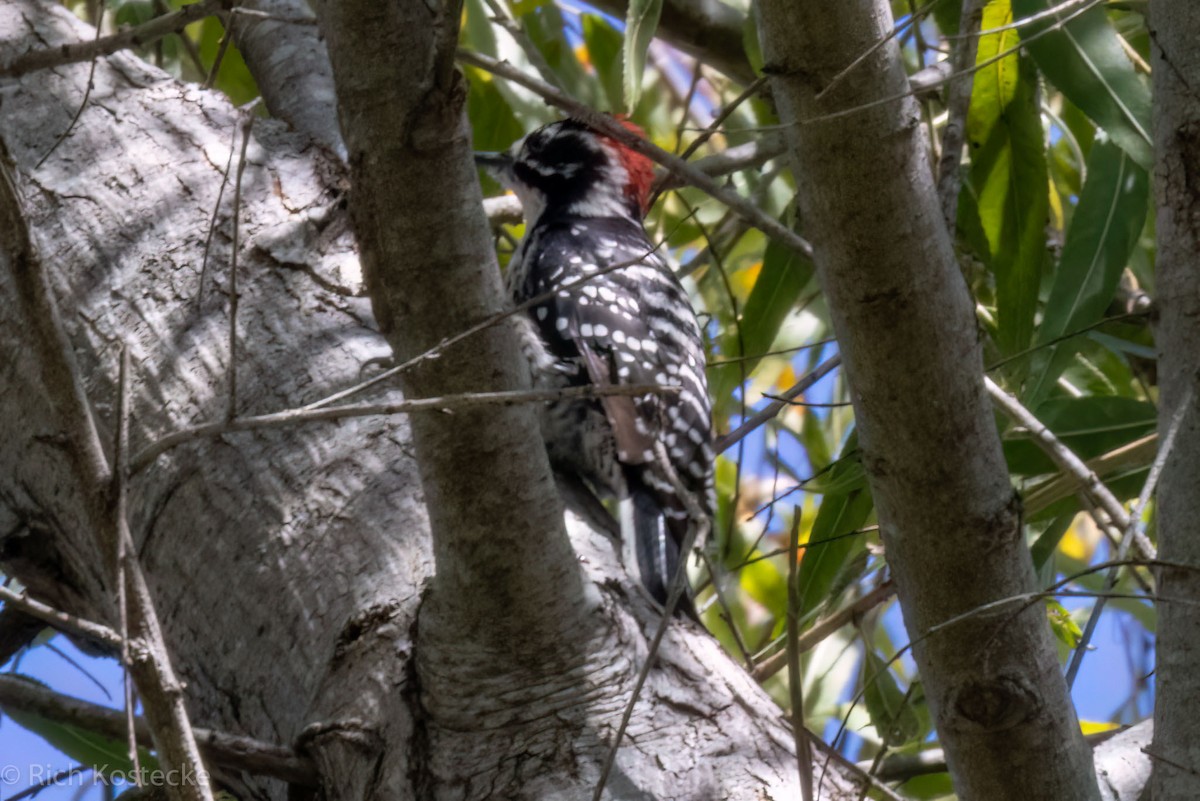 Nuttall's Woodpecker - ML609621070