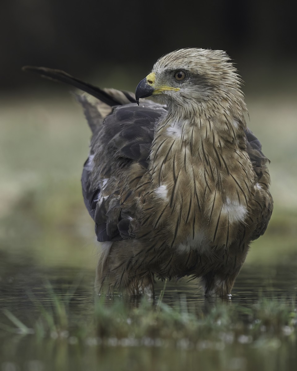 Black Kite - ML609621103