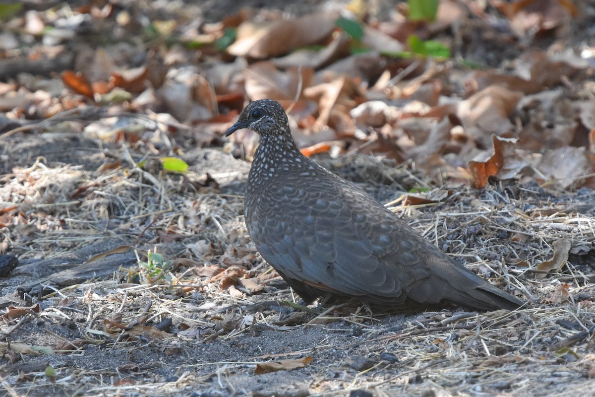 Chestnut-quilled Rock-Pigeon - ML609621129