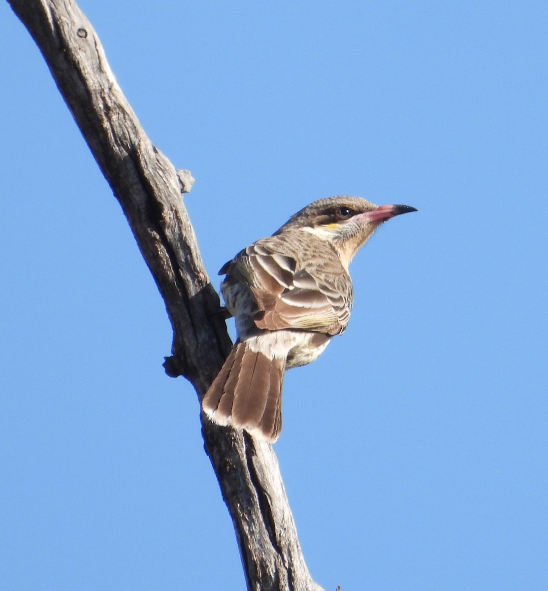 Spiny-cheeked Honeyeater - ML609621226