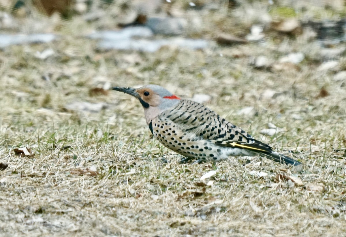 Northern Flicker (Yellow-shafted) - ML609621251