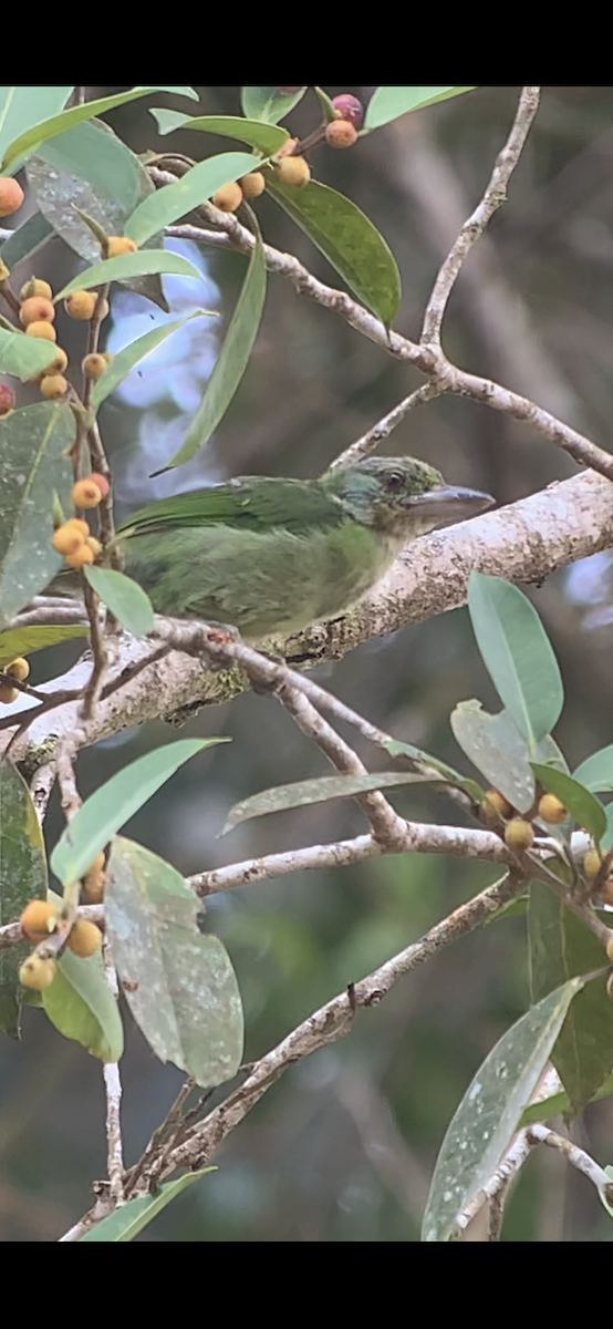 Borneobartvogel - ML609621254