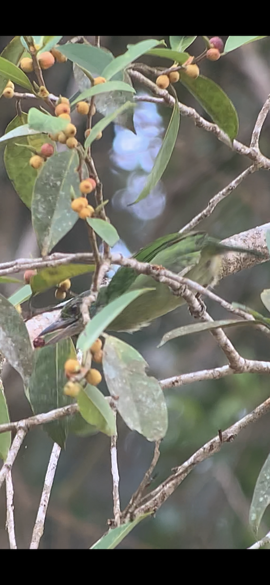 Mountain Barbet - ML609621262