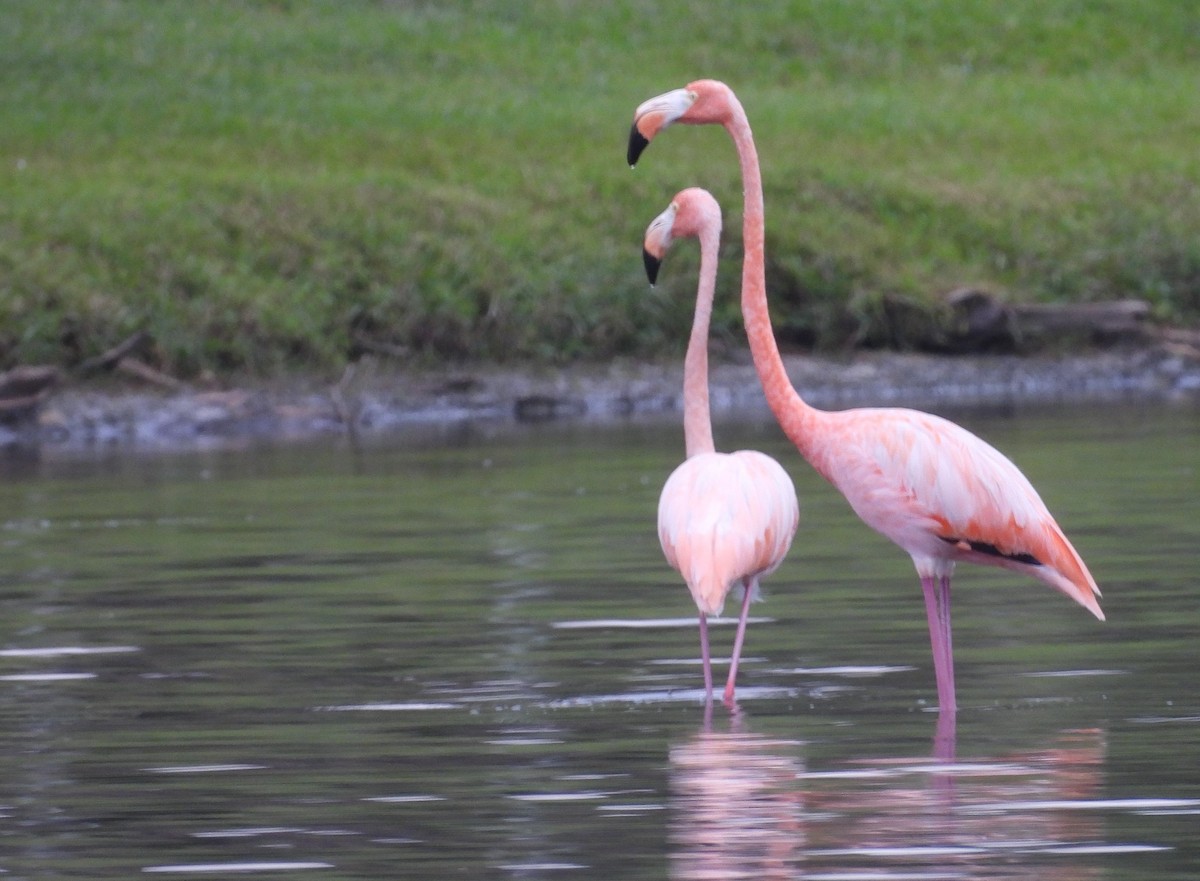American Flamingo - J. N.B.