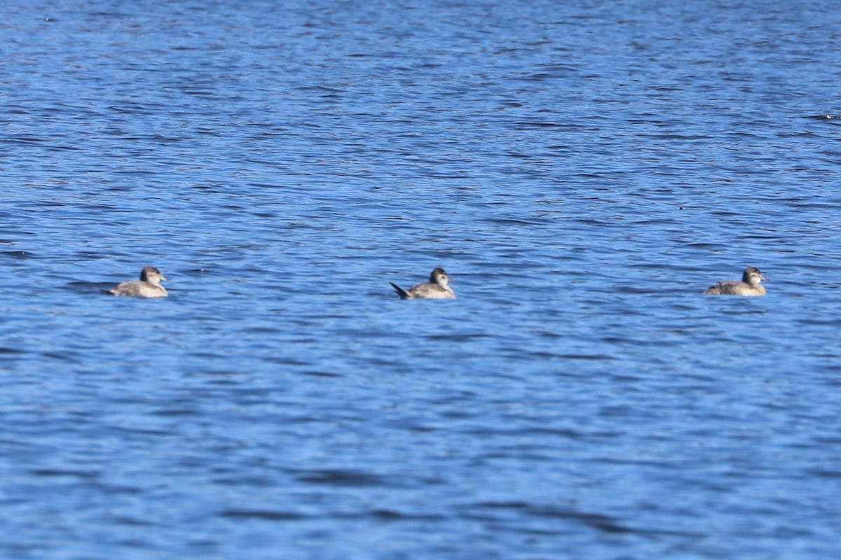 Ruddy Duck - ML609621300