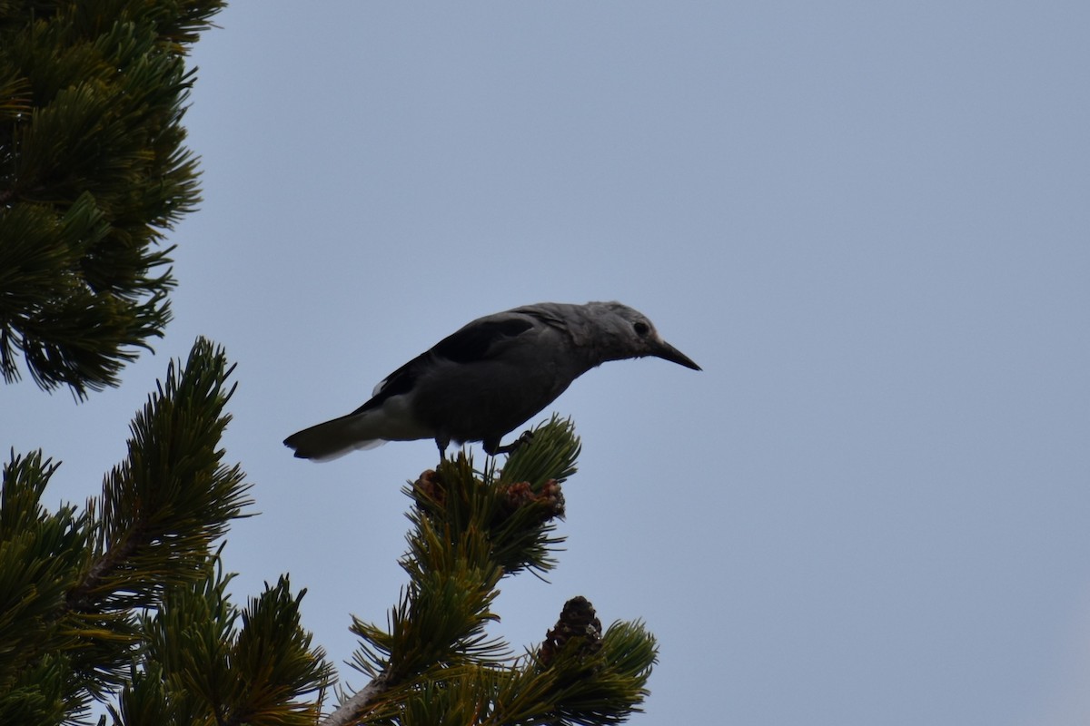 Clark's Nutcracker - ML609621318