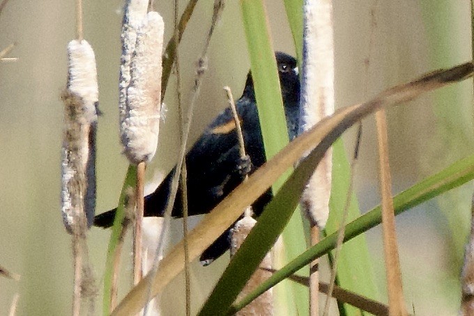 Red-winged Blackbird - ML609621407