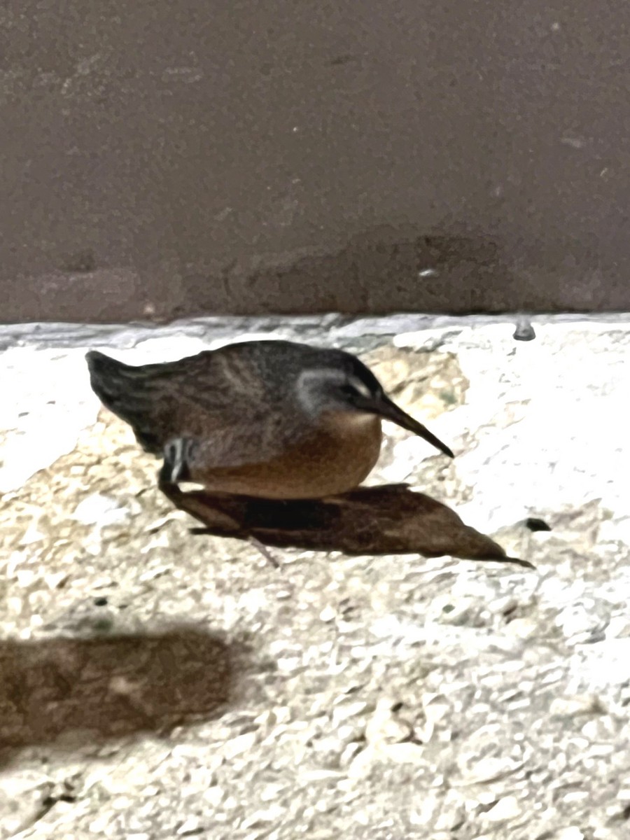 Virginia Rail - ML609621426