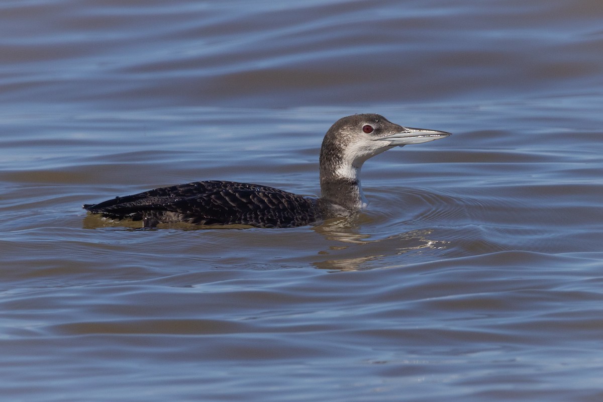 Common Loon - ML609621510