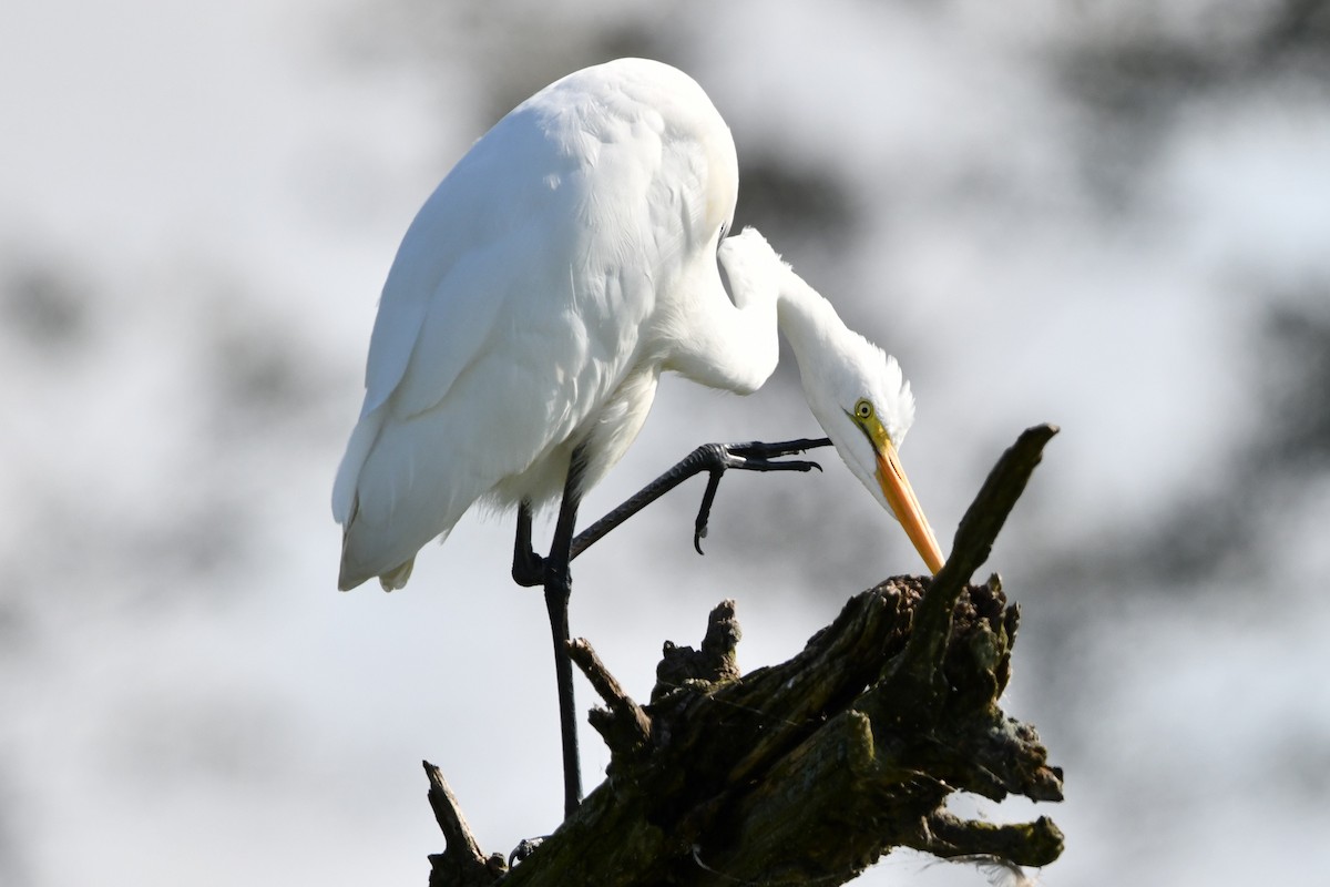 Great Egret - ML609621578