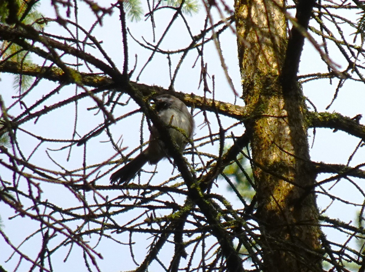 Boreal Chickadee - Barbara O'Neill