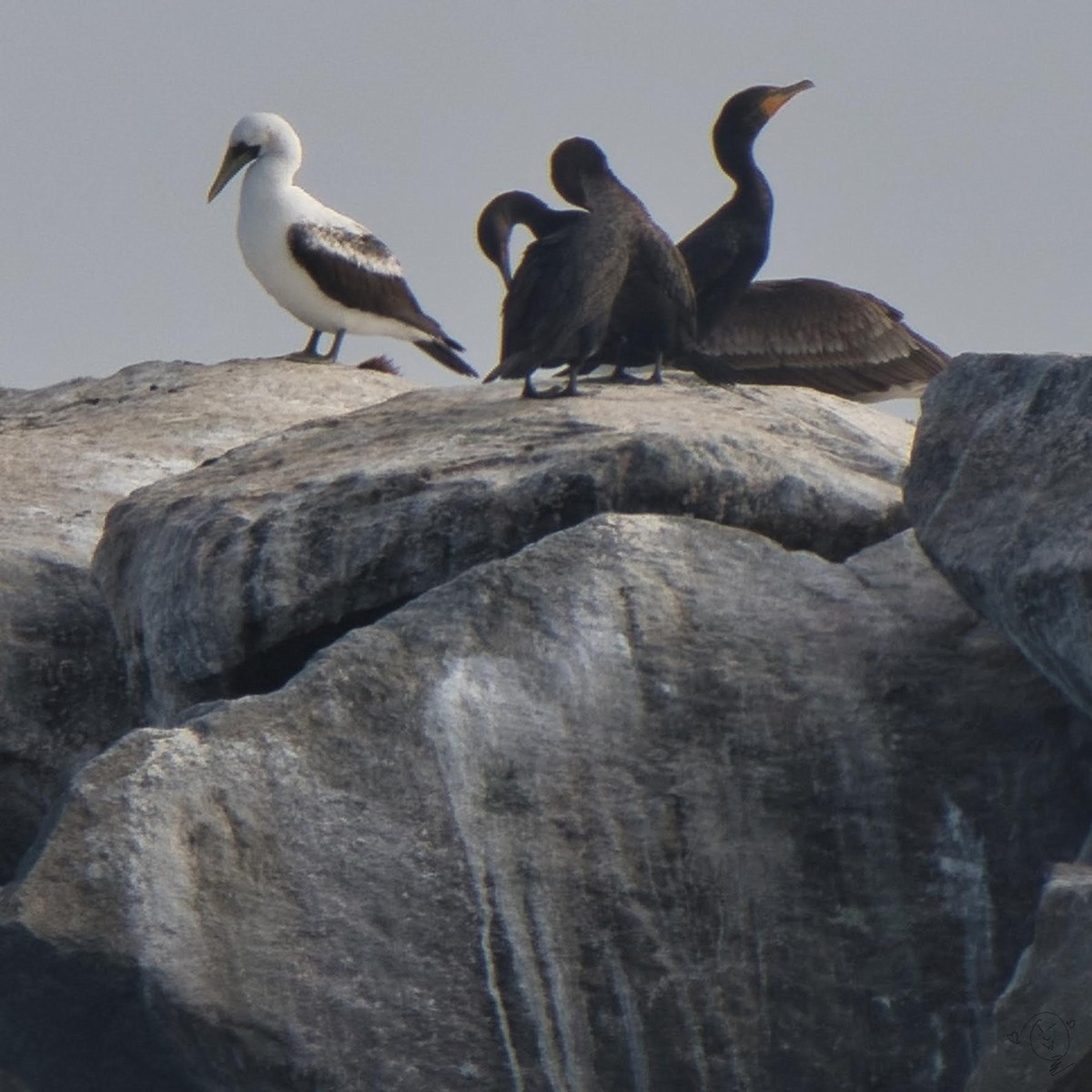 Masked Booby - ML609621759